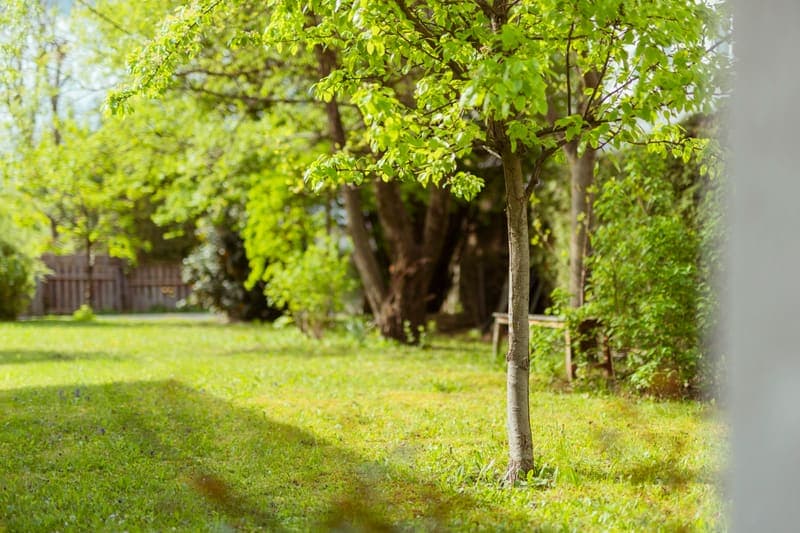 Junger Baum auf der Gartenwiese