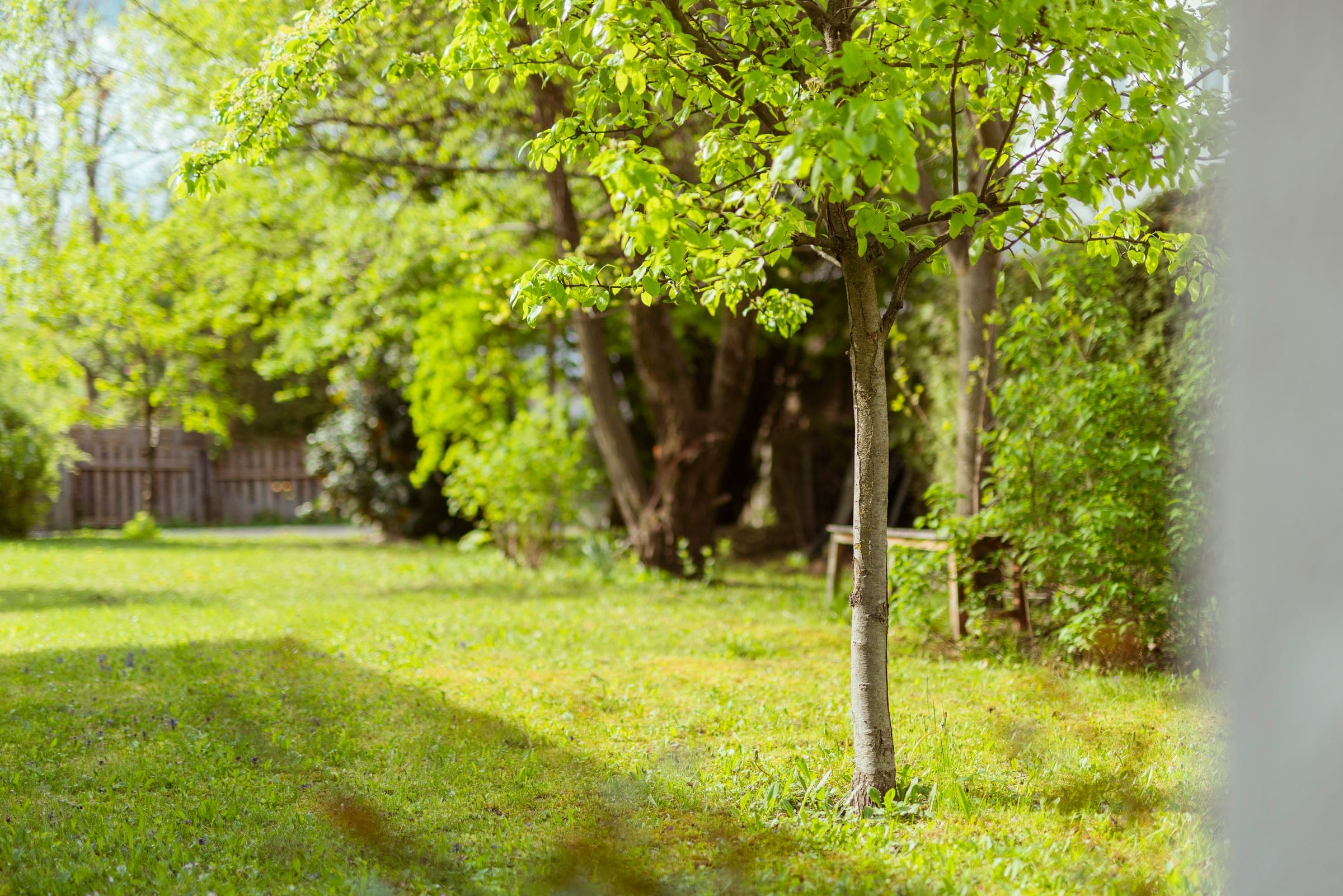 Junger Baum auf der Gartenwiese mit Schatten der Sonne